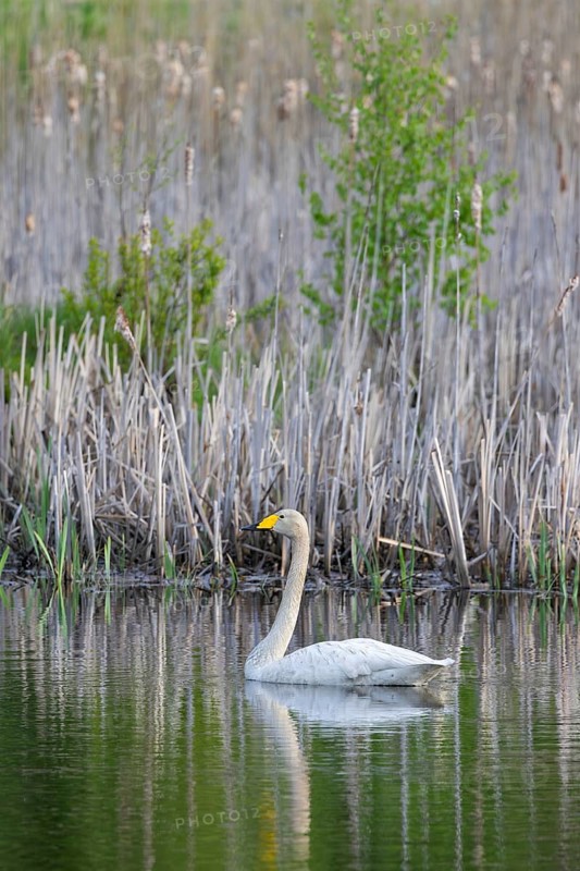 Whooper swan, common swan (Cygnus cygnus) swimming along reedbed in lake in spring, Sweden