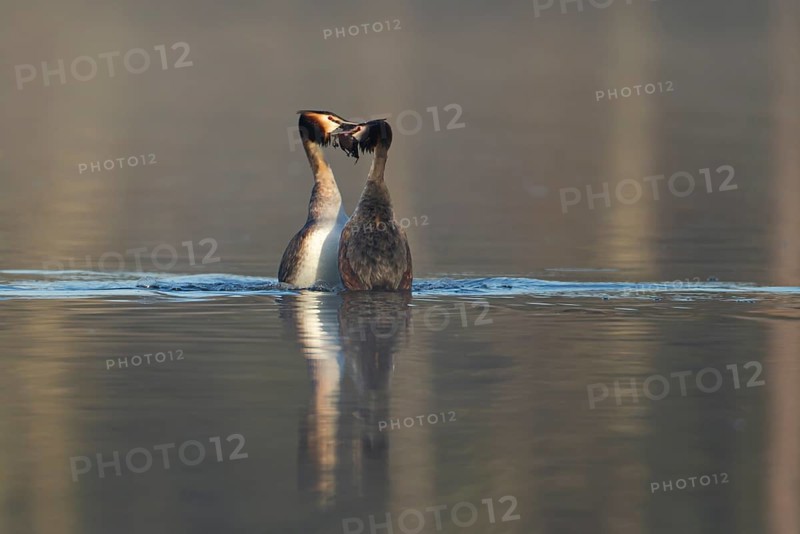Great crested grebe (Podiceps cristatus) two adult birds performing their love courtship display with a weed dance on a lake in spring, England, United Kingdom