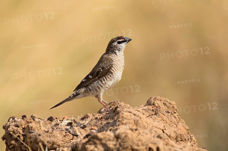 Plum-headed Finch (Neochmia modesta) female, Queensland, Australia