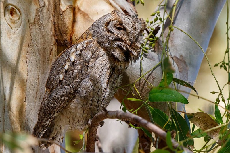 Eurasian Scops Owl (Otus scops), Greece