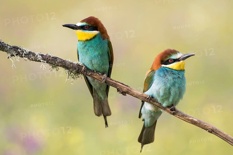 European Bee-eater (Merops apiaster) pair perched on a branch, Andalusia, Spain