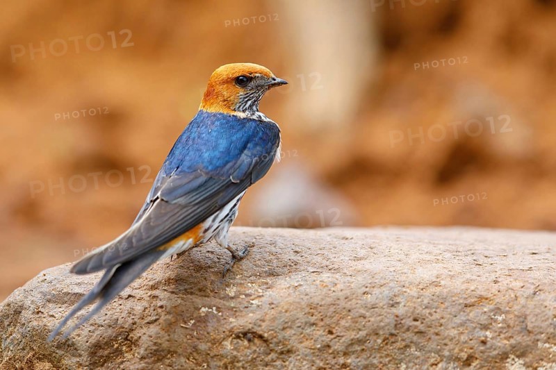 Maiden Swallow, (Cecropis abyssinica), (Hirundo abyssinica), family of swallows, biotope, habitat, Mkuze Game Reserve, Mkuze, KwaZulu-Natal, South Africa