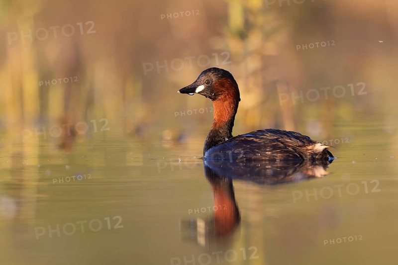 Little Grebe (Tachybaptus ruficollis), North Rhine-Westphalia, Germany