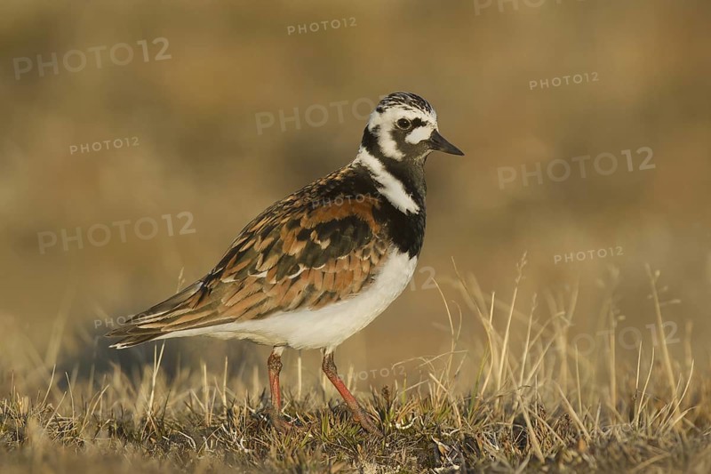 Ruddy Turnstone (Arenaria interpres) male, Alaska, USA