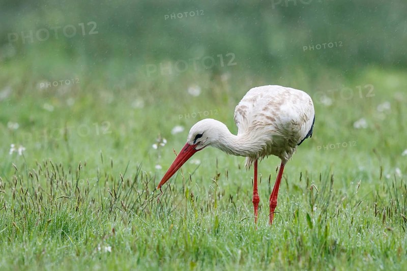 White Stork (Ciconia ciconia) foraging in the rain, North Rhine-Westphalia, Germany