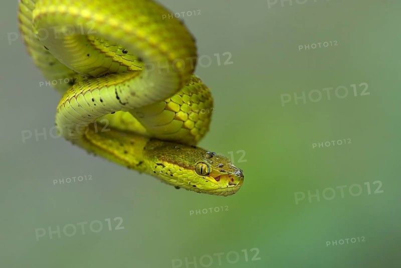 White-lipped pit viper (Trimeresurus albolabris), portrait, West Bengal, India