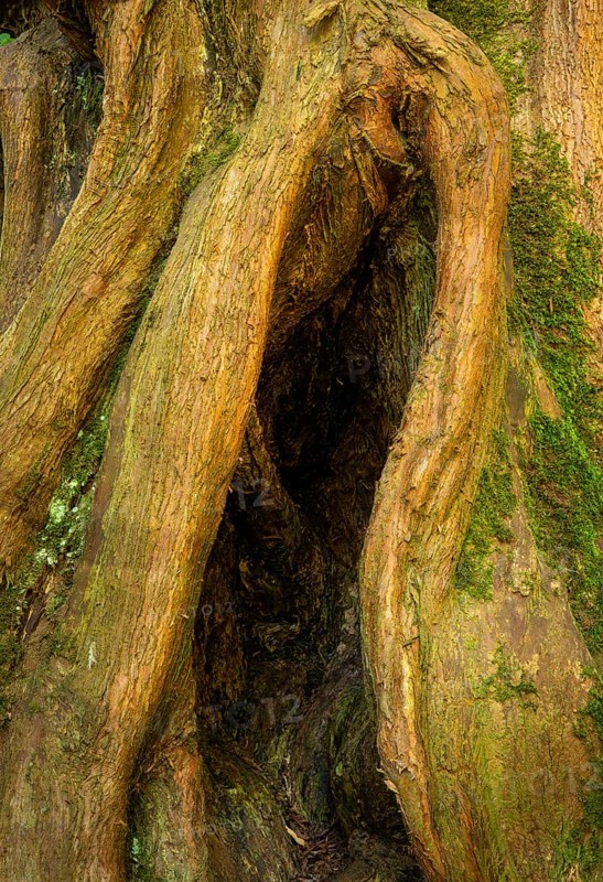 A small cave in an old tree. Cornwall, England, Great Britain
