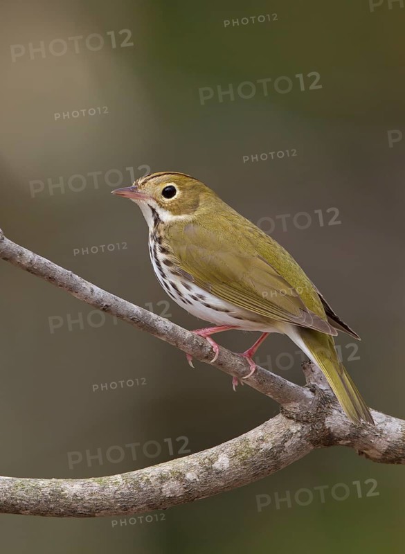 Ovenbird (Seiurus aurocapilla) male, Michigan, USA