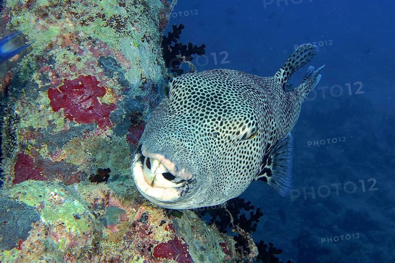 Giant pufferfish (Arothron stellatus)