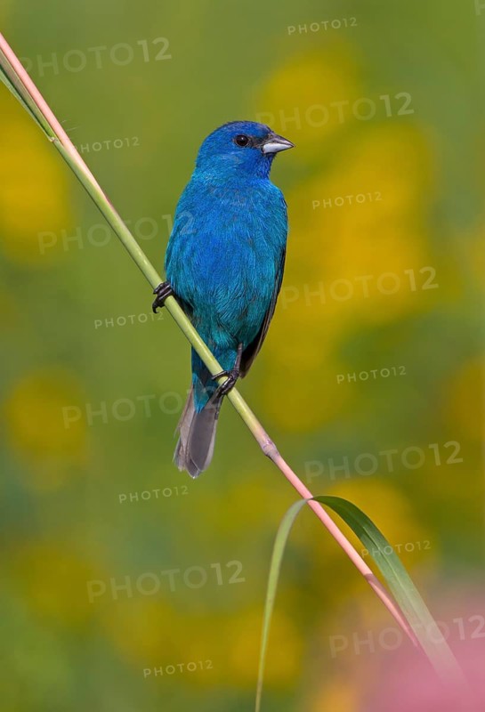 Indigo Bunting (Passerina cyanea) male, Ohio, USA