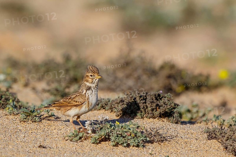 Lesser Short-toed Lark (Alaudala rufescens), Fuerteventura, Spain