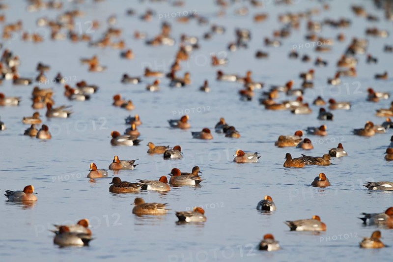 Eurasian Wigeon (Mareca penelope), Netherlands