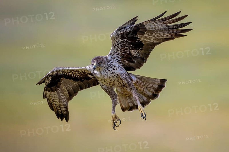 Bonelli's eagle (Aquila fasciata), in flight, Andalusia, Spain