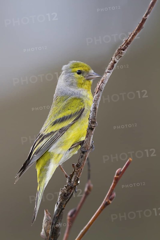 Citril Finch - Zitronengirlitz - Carduelis citrinella, Austria, adult