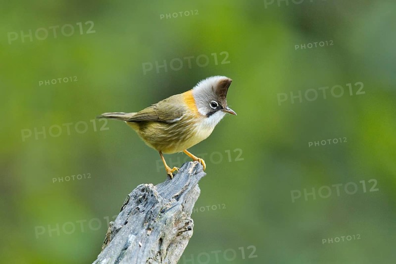 Whiskered Yuhina (Yuhina flavicollis), Yunnan, China