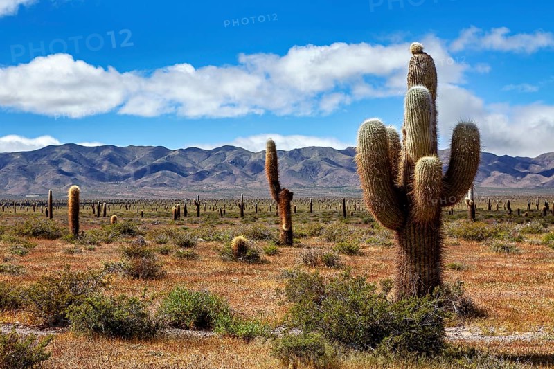 Cactus in rocky desert, mountains in the background with blue sky and clouds, The landscape of the Quebrada with its large cacti near Salta in Argentina, Cardón cactus (Echinopsis atacamensis)