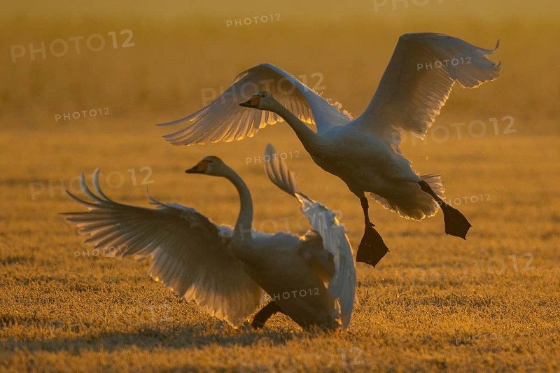 Whooper Swan (Cygnus cygnus) landing North Rhine-Westphalia, Germany