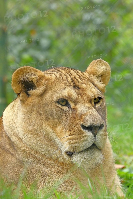 Lion (Panthera Leo), animal portrait, side view, captive, Salzburg Zoo, Austria