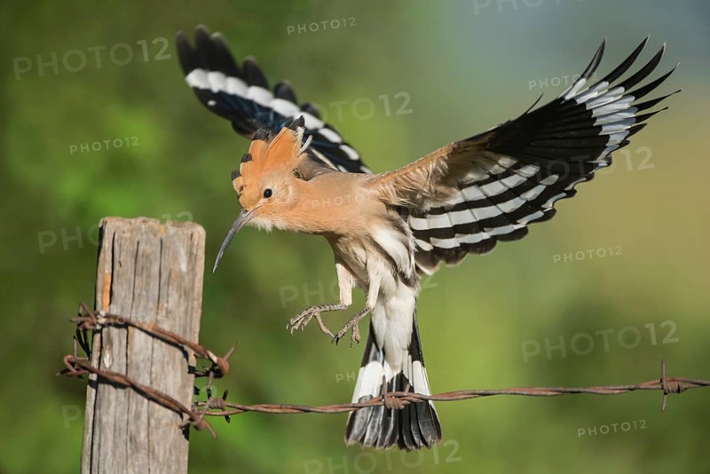 Eurasian Hoopoe (Upupa epops) landing on a post, Aosta Valley, Italy