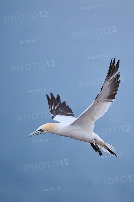 Northern gannet (Morus bassanus) flying over the sea, wildlife, Heligoland, Germany