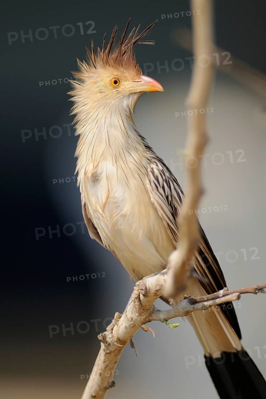 Guira Cuckoo (Guira guira), Pantanal, Brazil