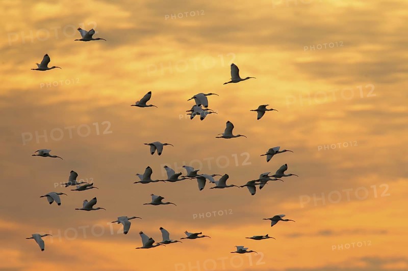 American White Ibis (Eudocimus albus), Florida, USA