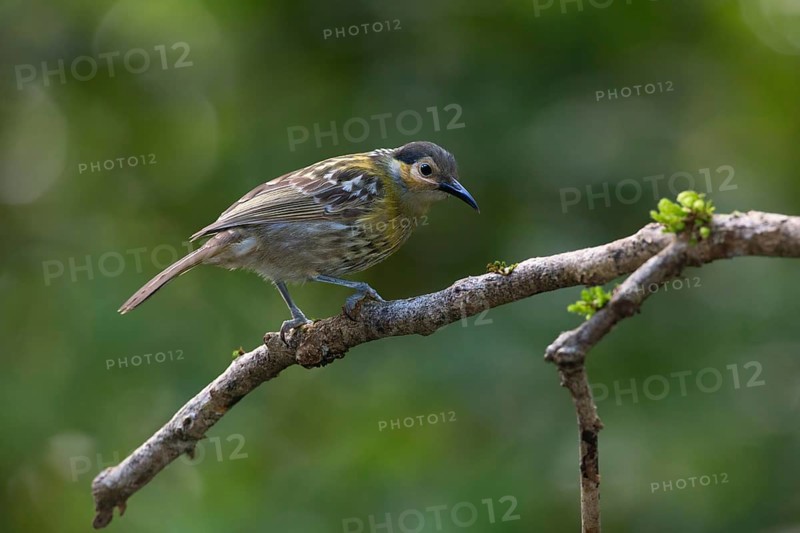 Macleay's Honeyeater (Xanthotis macleayanus), Queensland, Australia