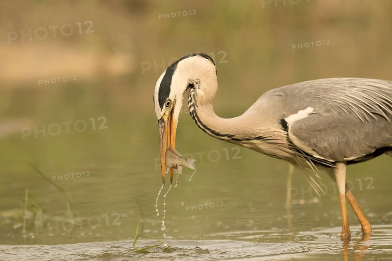 Grey Heron (Ardea cinerea) with fish prey in beak, Serbia
