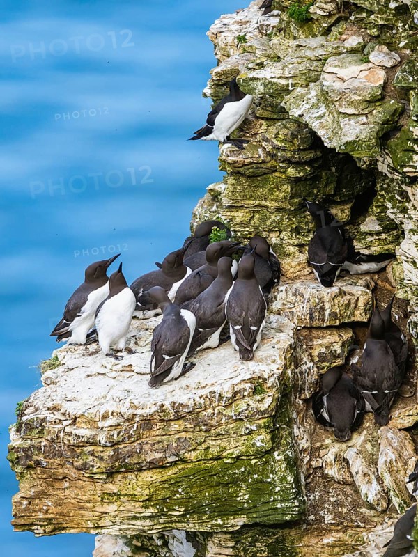 Guillemot, Uria Aalge, birds on cliffs, Bempton Cliffs, North Yorkshire, England, United Kingdom