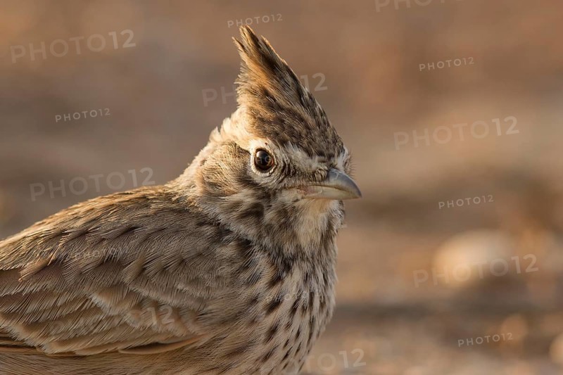 Thekla Lark (Galerida theklae), Morocco