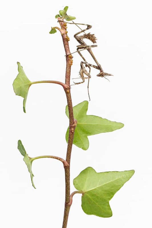 Conehead Mantis (Empusa pennata), nymph over white background, Galicia, Spain