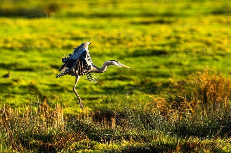 Grey Heron, Ardea cinerea, bird in winter on marshes in winter soft morning light