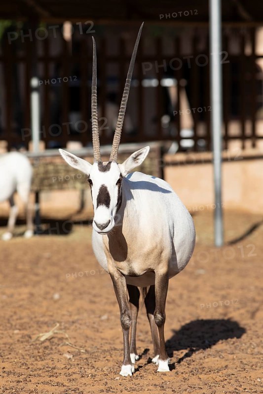 Arabian oryx (Oryx leucoryx) in the Arabian Oryx Camp, Wahiba Sands desert or Rimal Al Wahiba or Sharqiyya Sands, Janub ash-Sharqiyya region, Oman