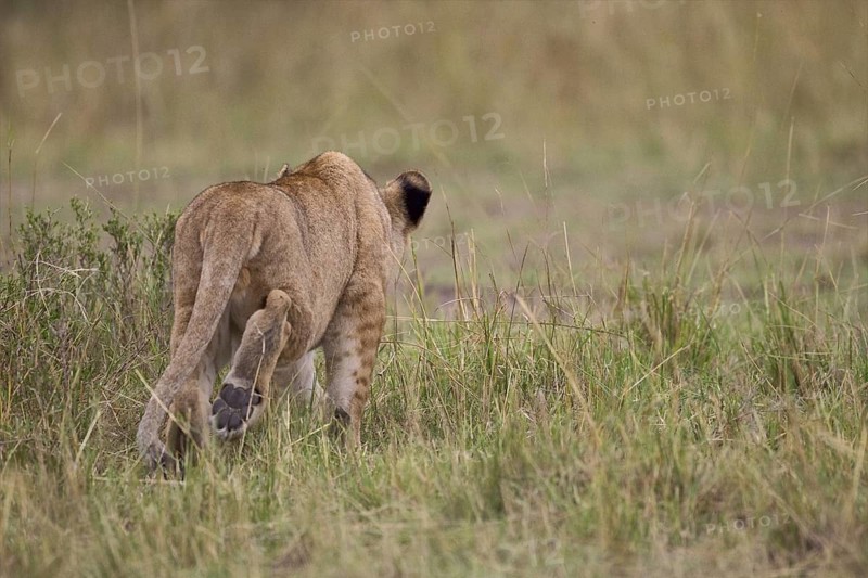 African Lion (Panthera leo) cub walking away, Masai Mara, Kenya