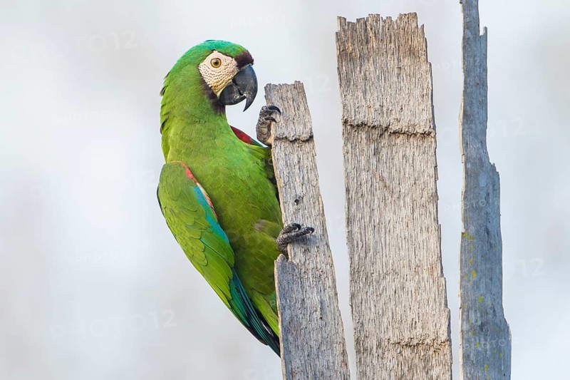 Chestnut-fronted Macaw (Ara severus), Bolivia