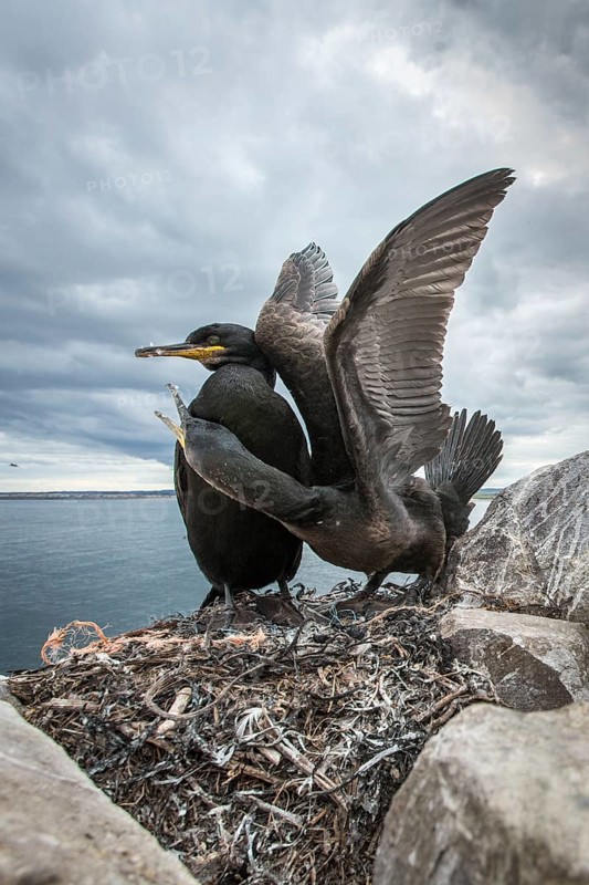 European Shag (Phalacrocorax aristotelis) adult and chick on nest, Farne Islands, United Kingdom