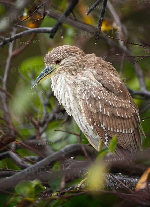 Black-crowned Night Heron (Nycticorax nycticorax) juvenile, Florida, USA