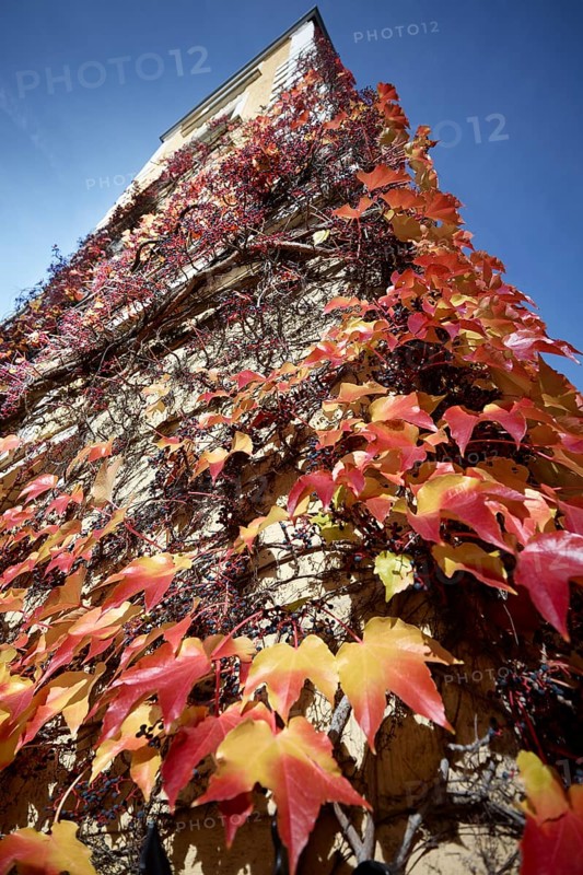Wild Vine (Parthenocissus quinquefolia) on a house wall, autumn atmosphere, Munich, Bavaria, Germany