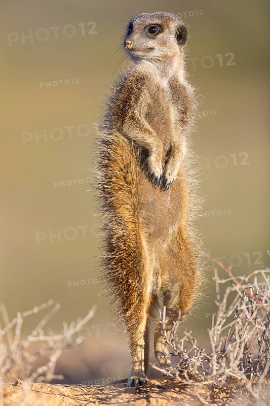 Meerkat, Suricate, (Suricata suricatt), Surikate, stands upright, Oudtshoorn Ward 2, Oudtshoorn Local Municipality, George, Western Cape, 6620, South Africa, South Africa