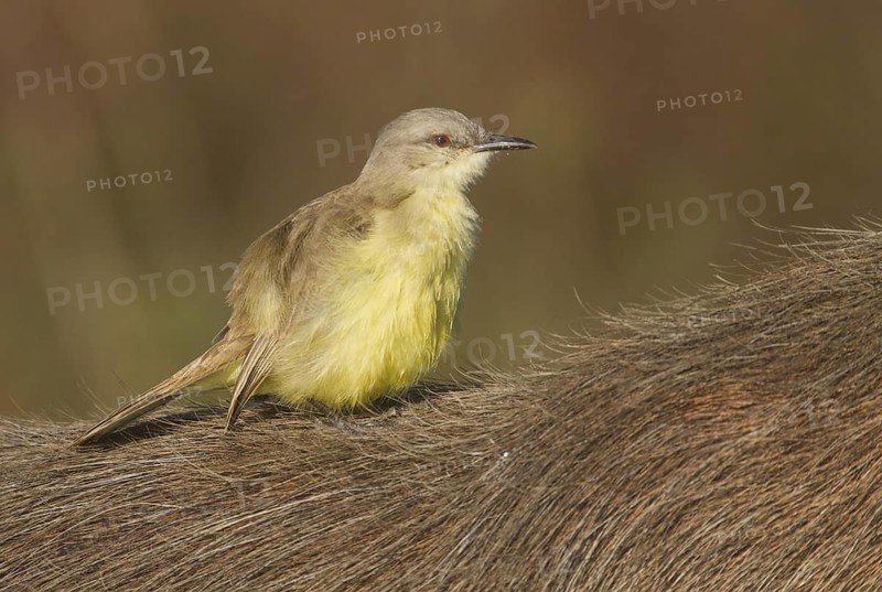 Cattle Tyrant (Machetornis rixosa), Corrientes, Argentina