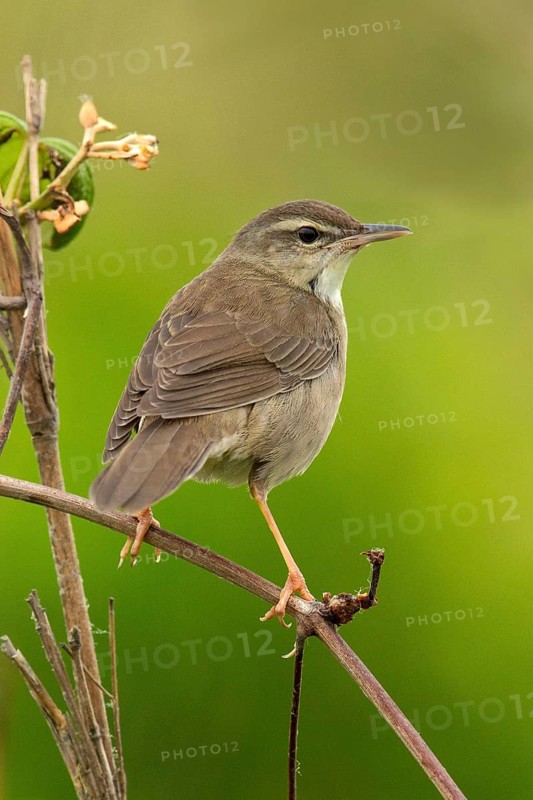Styan's Grasshopper Warbler (Locustella pleskei), Miyakejima, Japan