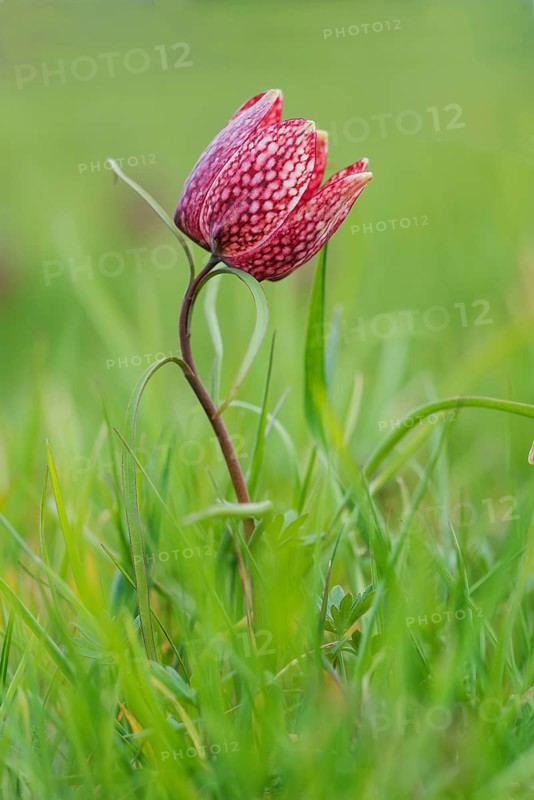 Fritillary, snake's head fritillary or chess flower (Fritillaria meleagris), Austria