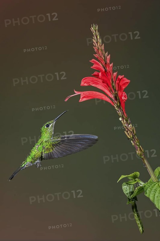 Green-crowned Brilliant (Heliodoxa jacula), Costa Rica