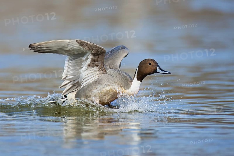 Northern Pintail (Anas acuta) male flying, British Columbia, Canada
