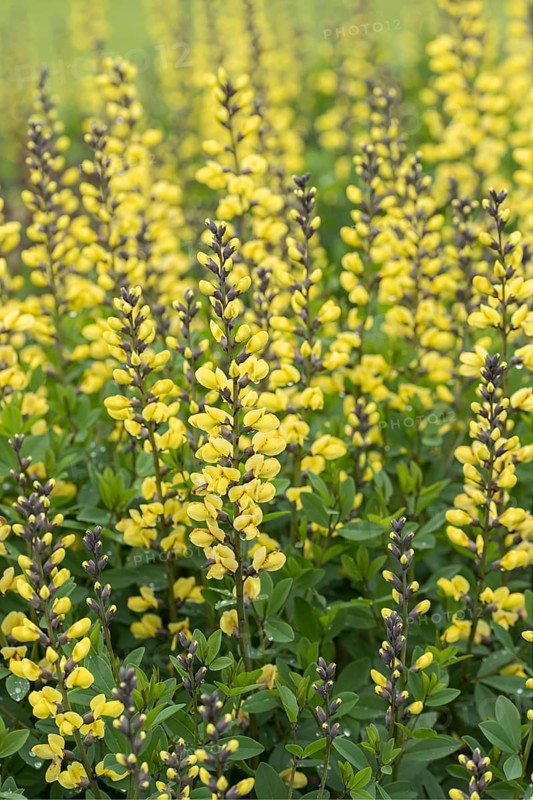 Dyer's meringue (Baptisia 'Lemon Meringue'), Tuinen van Appeltern, Netherlands