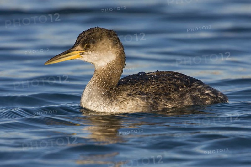 Red-necked Grebe (Podiceps grisegena), British Columbia, Canada