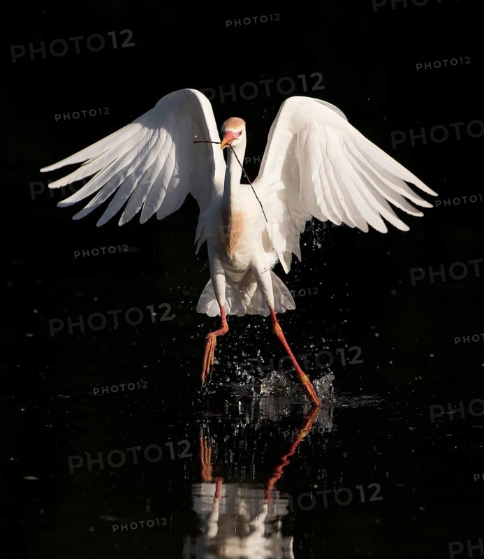 Western Cattle Egret (Bubulcus ibis) female, Florida, USA