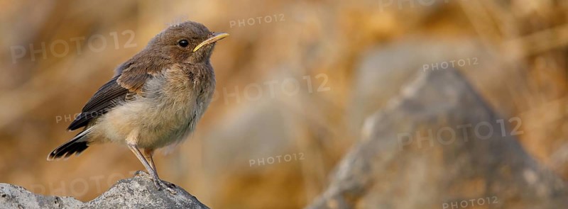 Arabian Wheatear, (Oenanthe lugentoide, Middle East, Oman, Jabal Samhan, Salalah, Dhofar, Oman