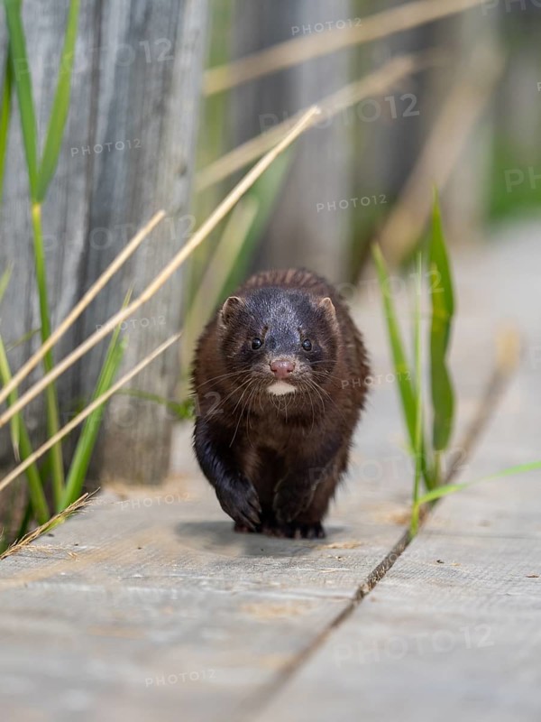 A mink sneaks up on you