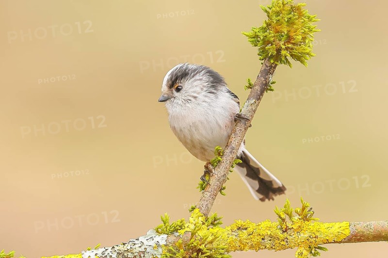 Long-tailed Tit (Aegithalos caudatus) sitting on a branch overgrown with lichen and moss, Wildlife, Animals, Birds, Tits, Siegerland, North Rhine-Westphalia, Germany